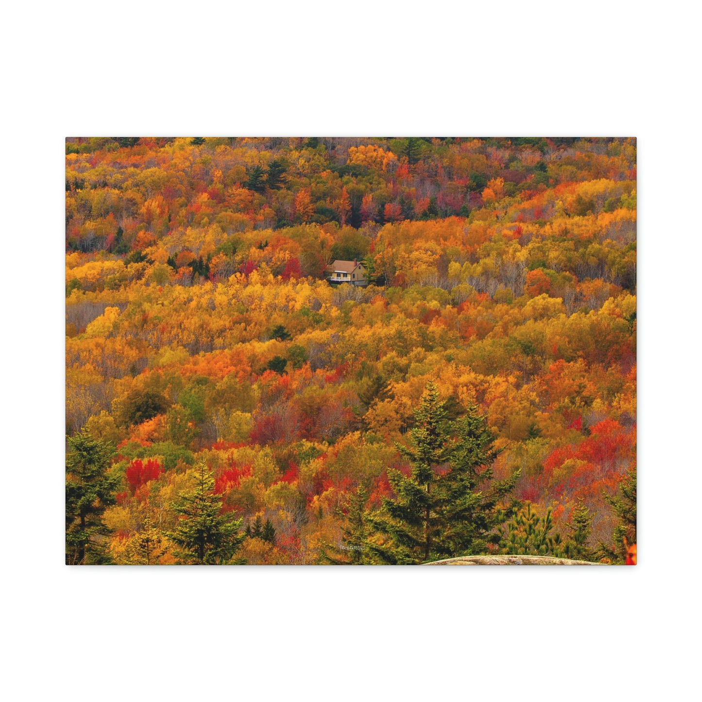 Fall in Acadia National Park - Matte Canvas