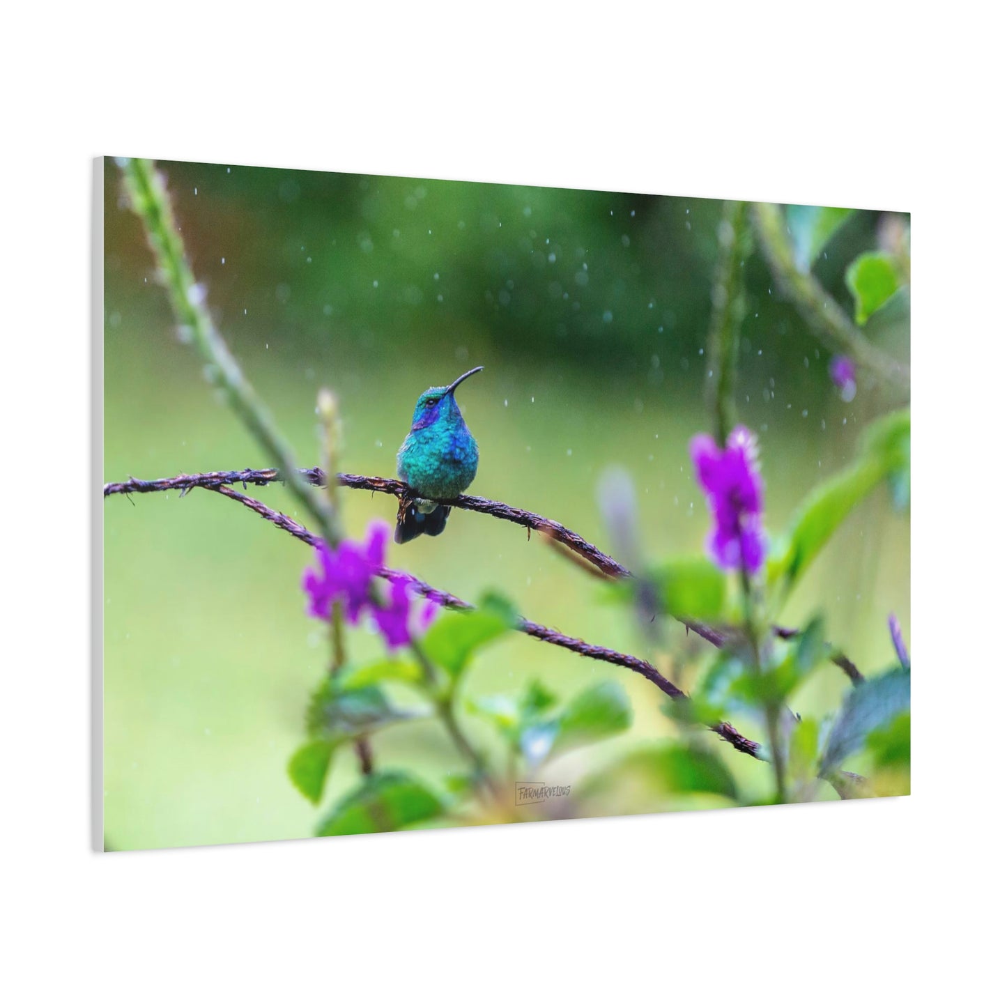 Costa Rican Hummingbird in the rain - Matte Canvas, Stretched, 1.25"