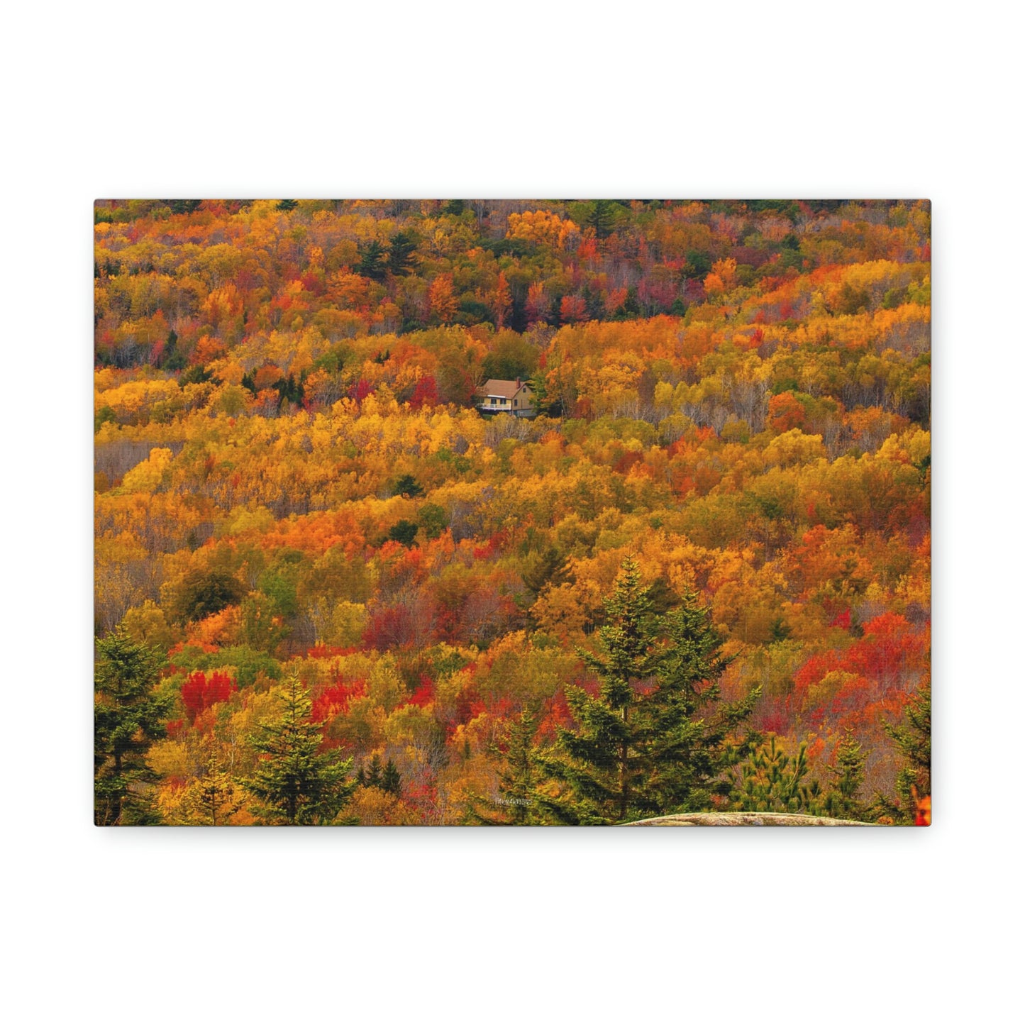 Fall in Acadia National Park - Matte Canvas