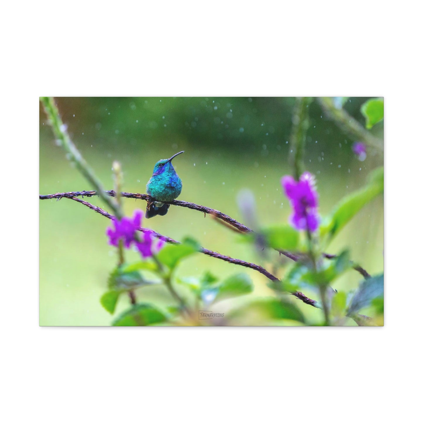 Costa Rican Hummingbird in the rain - Matte Canvas, Stretched, 1.25"