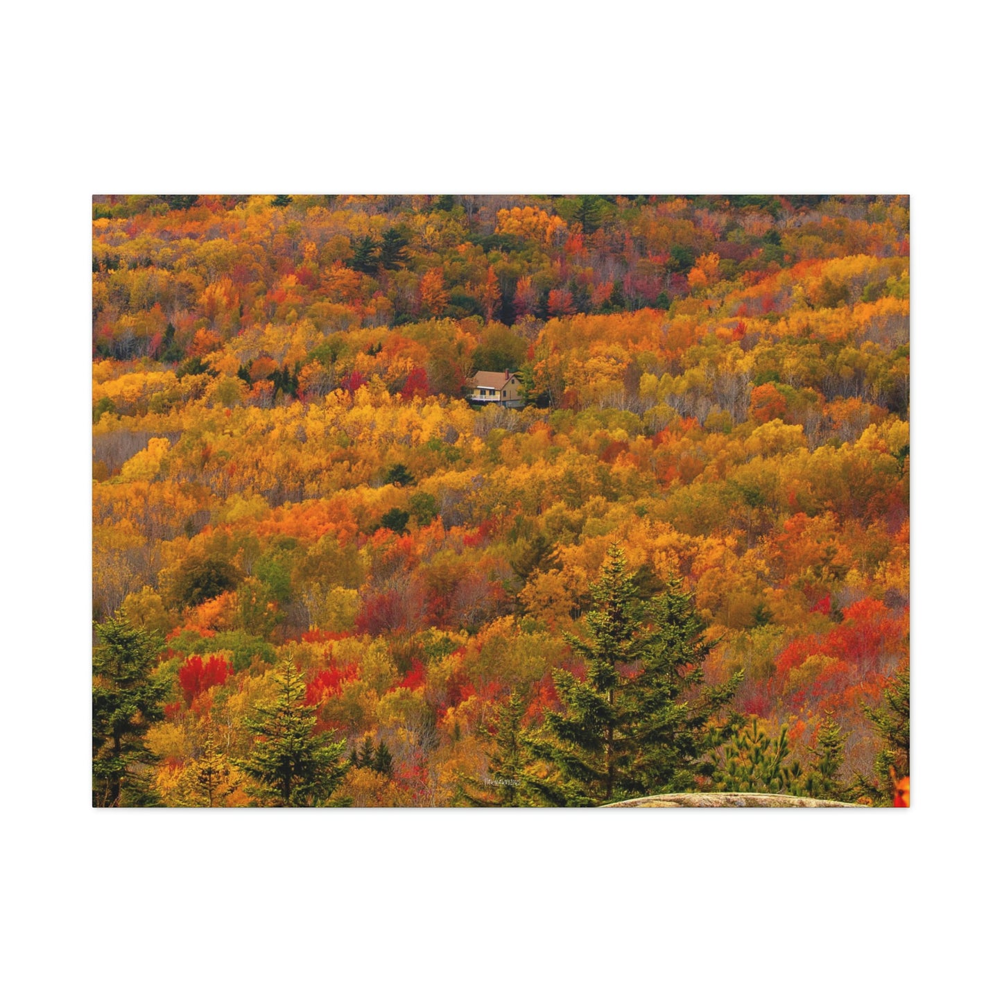 Fall in Acadia National Park - Matte Canvas