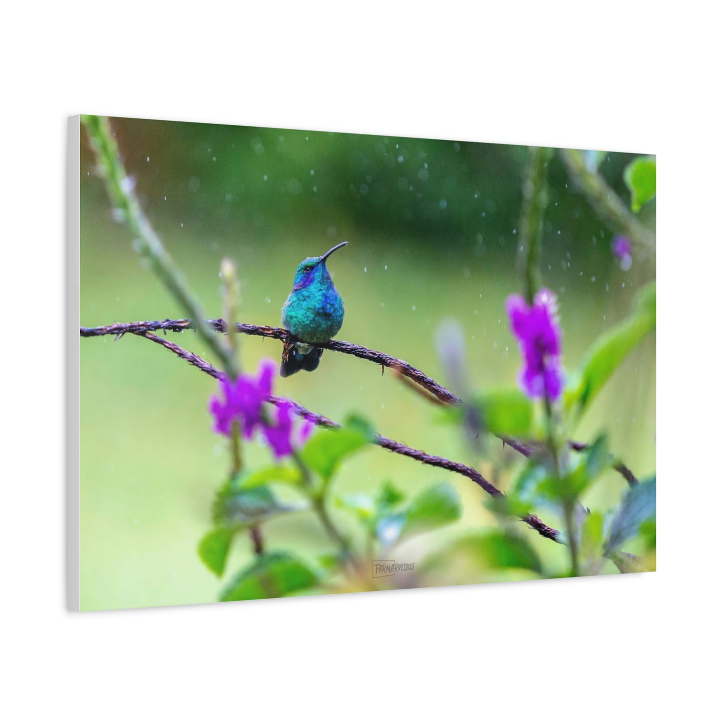 Costa Rican Hummingbird in the rain - Matte Canvas, Stretched, 1.25"