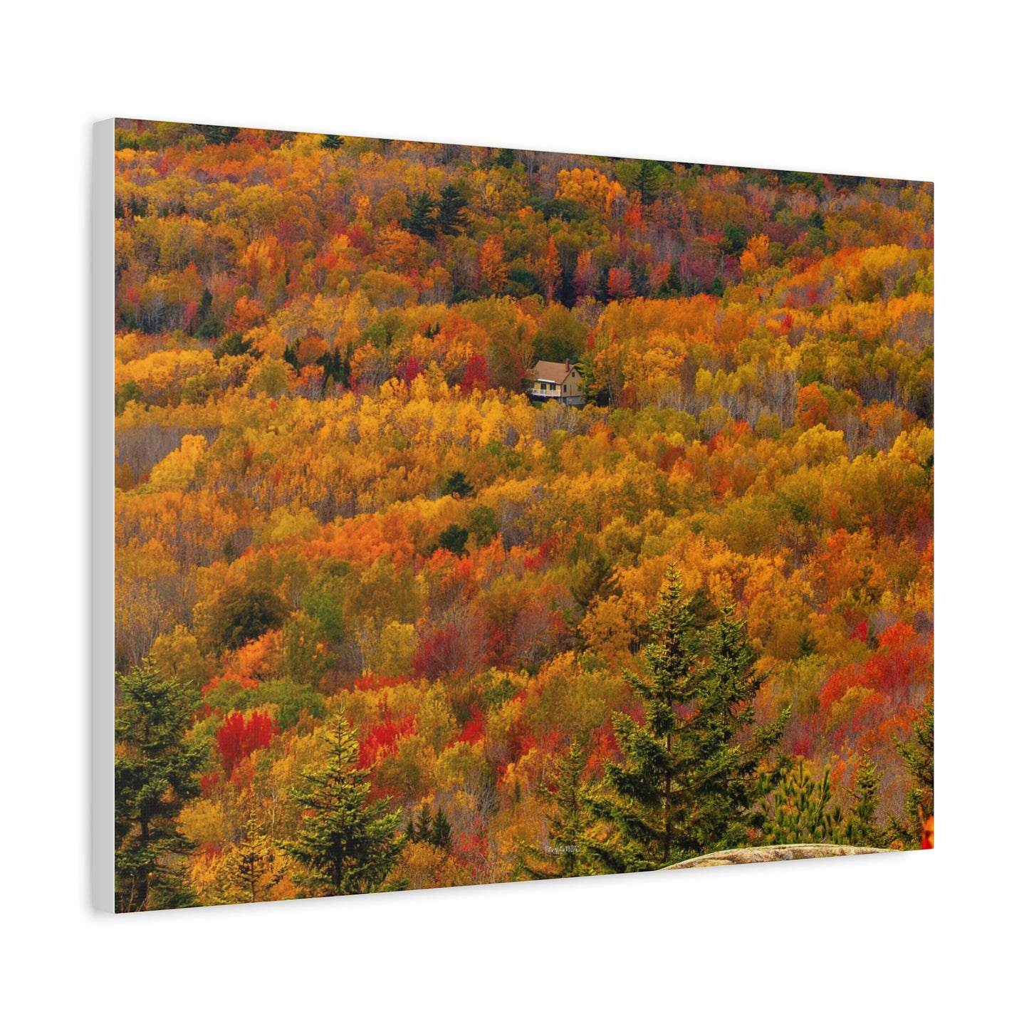 Fall in Acadia National Park - Matte Canvas