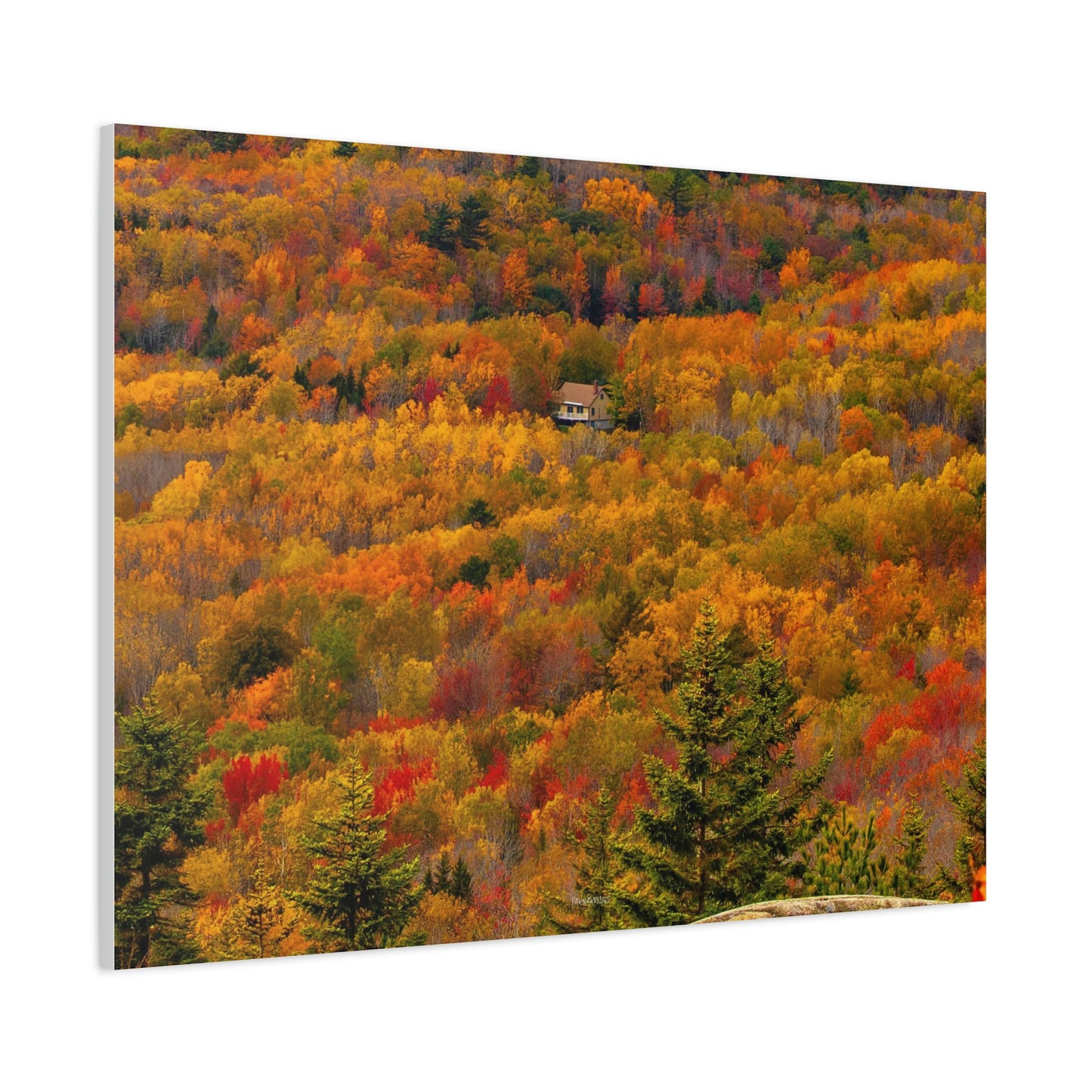 Fall in Acadia National Park - Matte Canvas