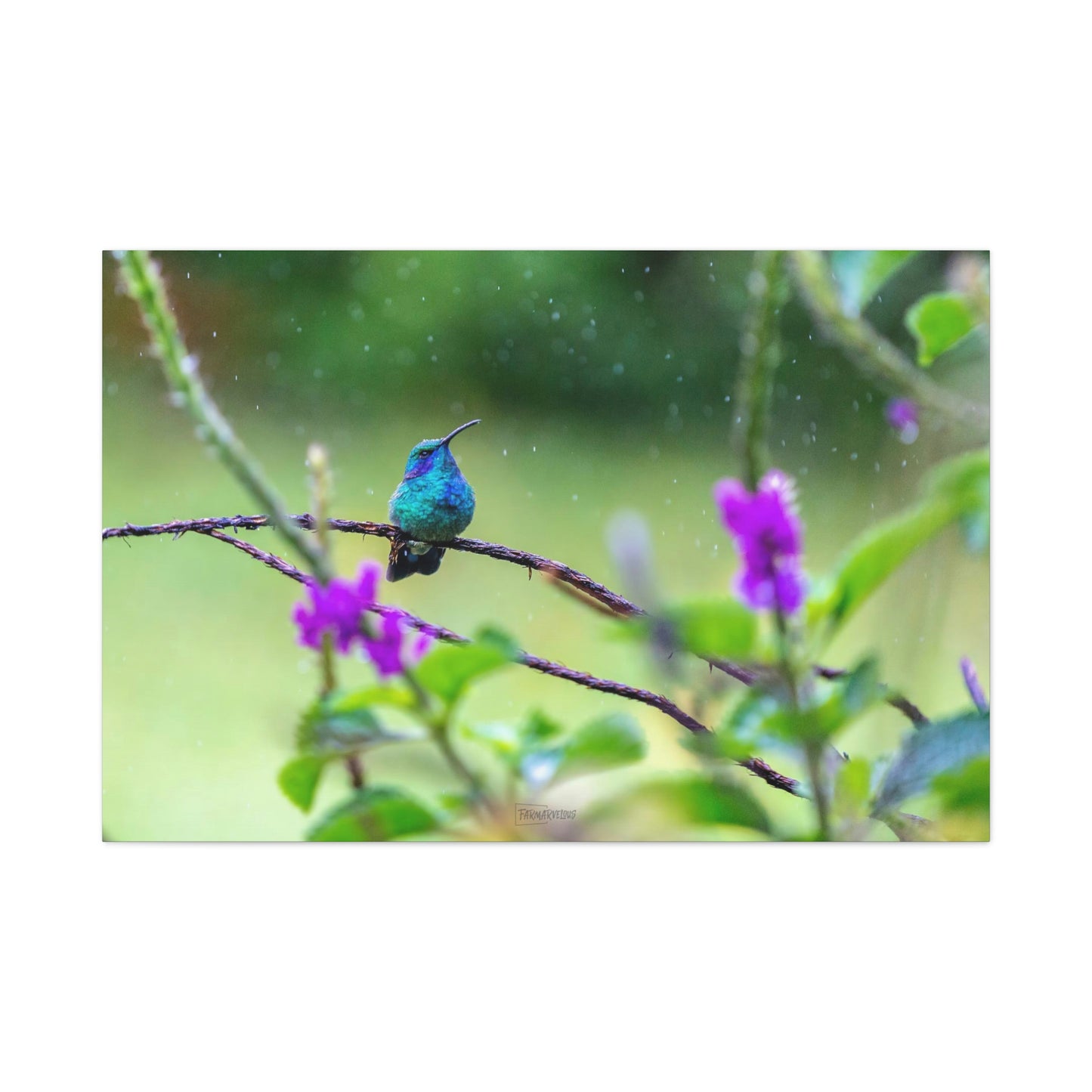 Costa Rican Hummingbird in the rain - Matte Canvas, Stretched, 1.25"