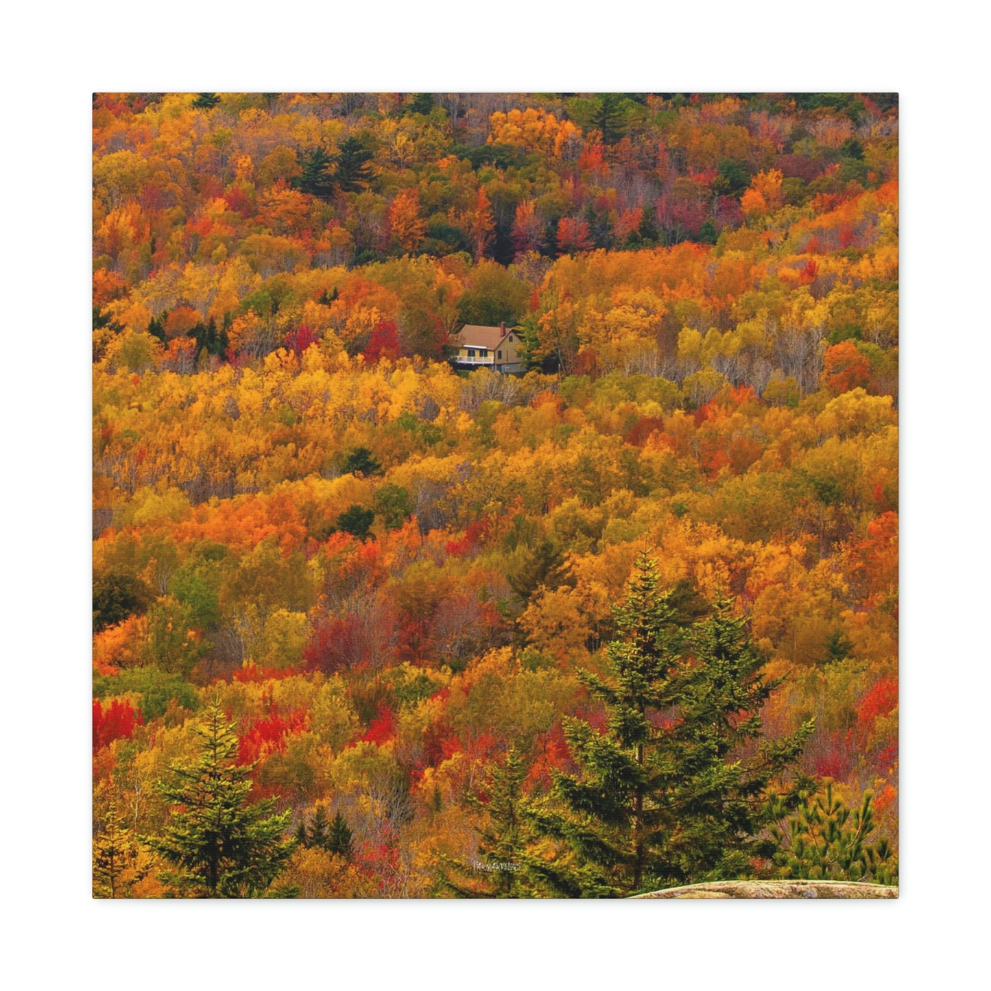 Fall in Acadia National Park - Matte Canvas