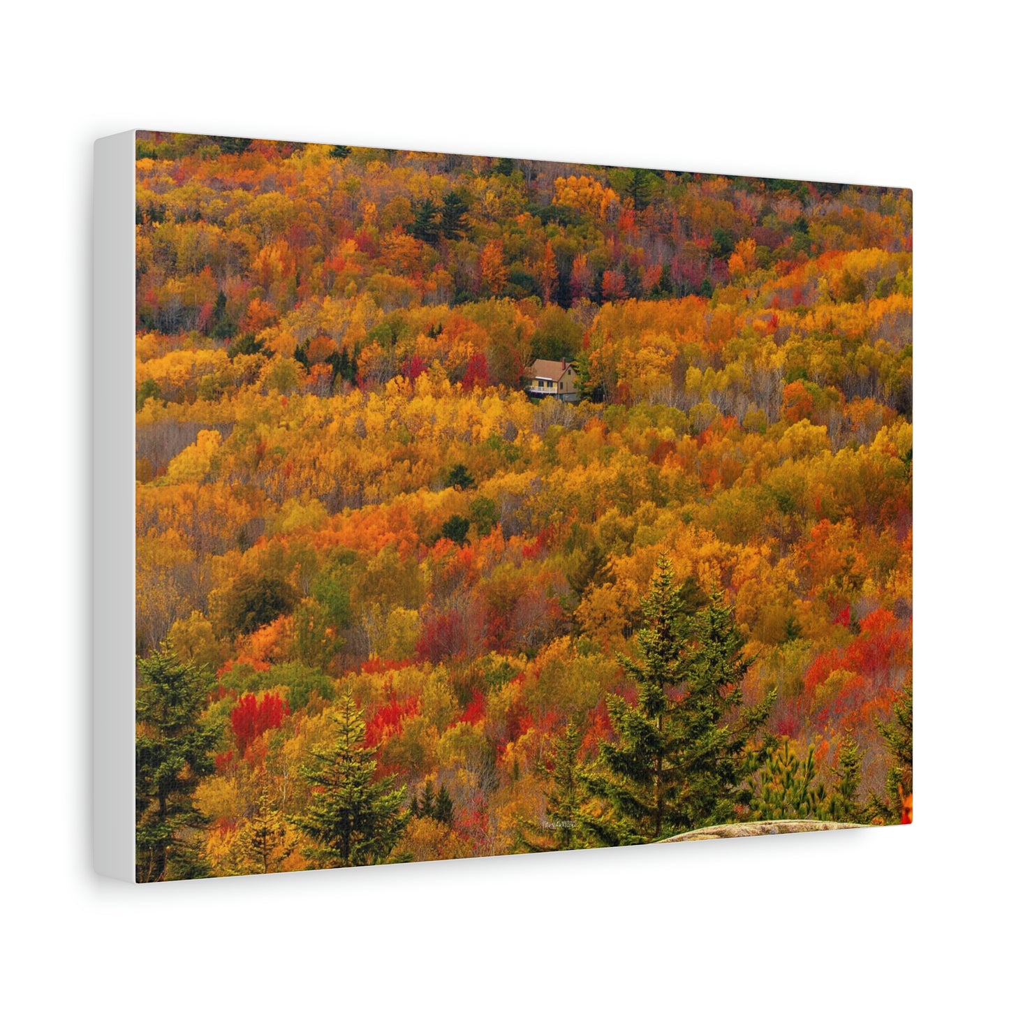 Fall in Acadia National Park - Matte Canvas
