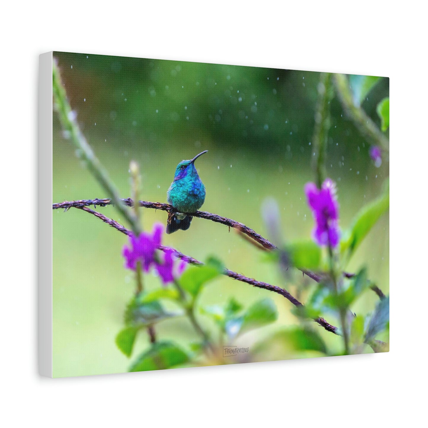 Costa Rican Hummingbird in the rain - Matte Canvas, Stretched, 1.25"