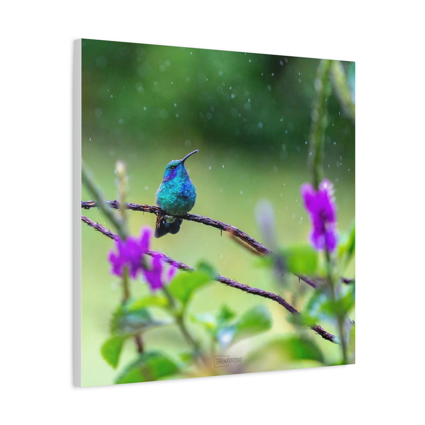 Costa Rican Hummingbird in the rain - Matte Canvas, Stretched, 1.25"