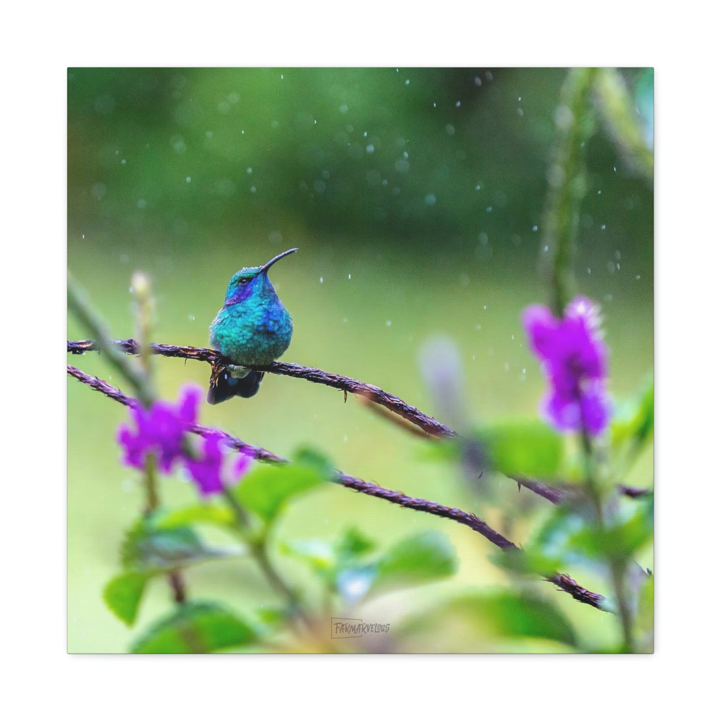 Costa Rican Hummingbird in the rain - Matte Canvas, Stretched, 1.25"