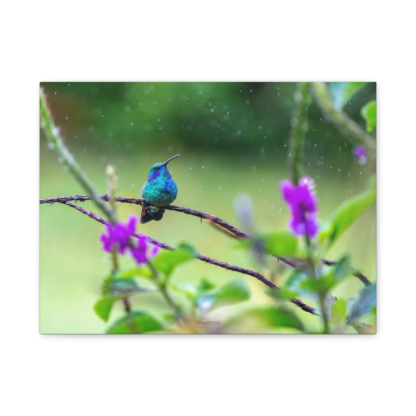 Costa Rican Hummingbird in the rain - Matte Canvas, Stretched, 1.25"